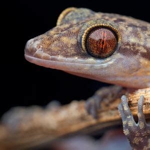 Vpn Plugin For Chrome